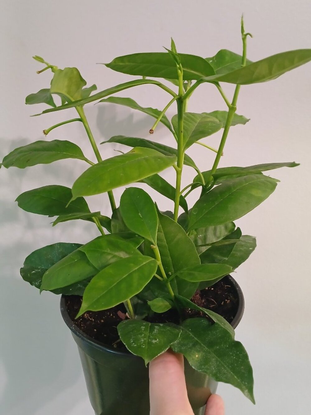 Hoya Multiflora - Picture 3 of 4